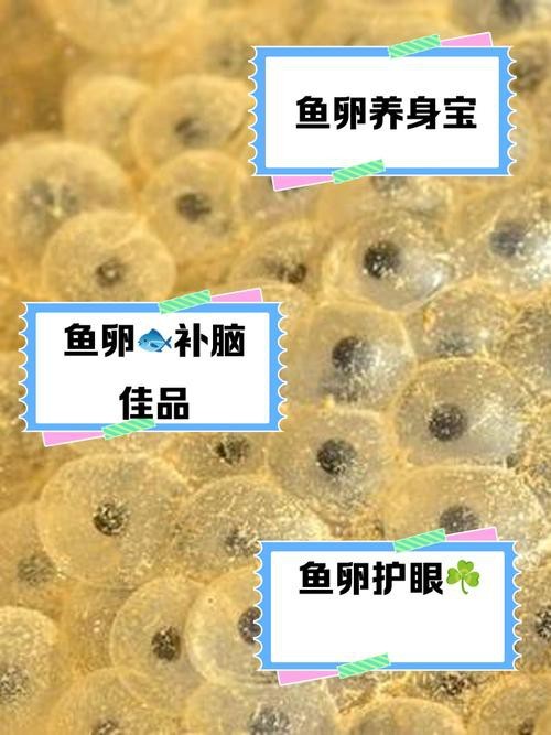 火龍魚的卵長什么樣子？圖片
