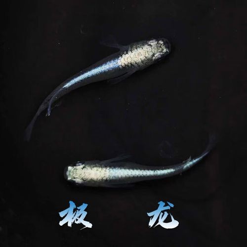 火龍魚的卵長什么樣子？圖片