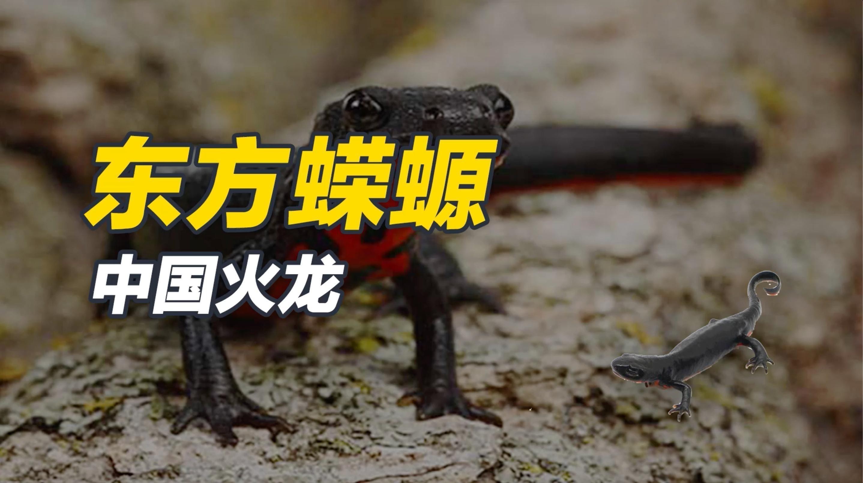 火龍魚的卵長什么樣子？圖片