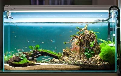 魚缸品牌一線品牌：國內一線魚缸品牌及其詳細信息評價對比水族箱材質對比