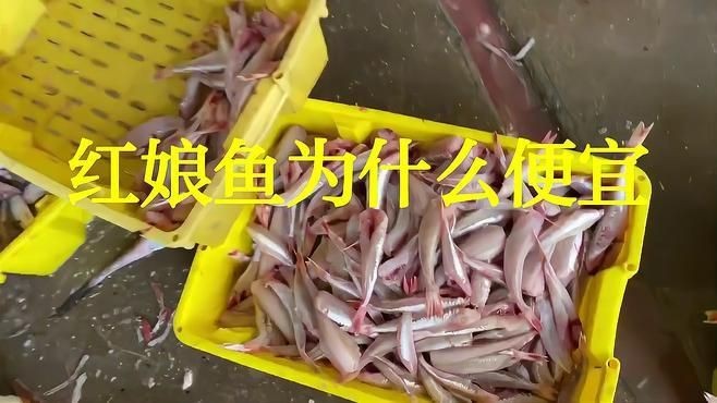 紅娘魚為什么便宜