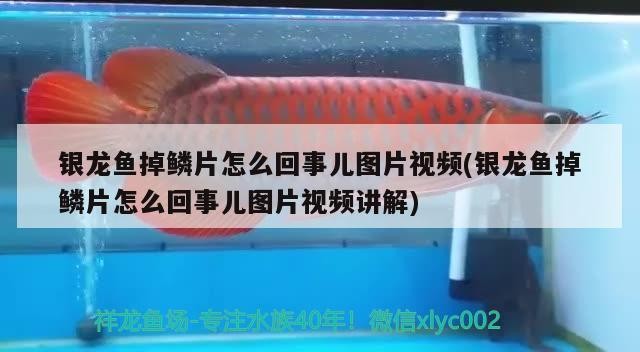 銀龍魚掉鱗片怎么回事兒圖片視頻(銀龍魚掉鱗片怎么回事兒圖片視頻講解)