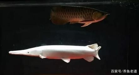 養龍魚最小用多大的魚缸合適：養龍魚的魚缸尺寸需要根據龍魚的種類和成長階段決定