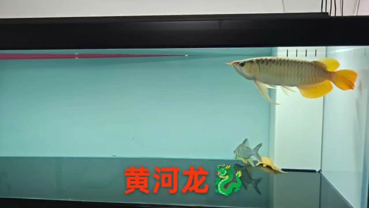 需要高端龍魚，高品質(zhì)速凍魚食