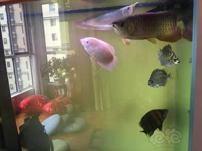龍魚搶不到食物怎么辦