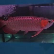 龍魚(yú)離開(kāi)水能活多久：關(guān)于龍魚(yú)離開(kāi)水后的存活時(shí)間的詳細(xì)信息