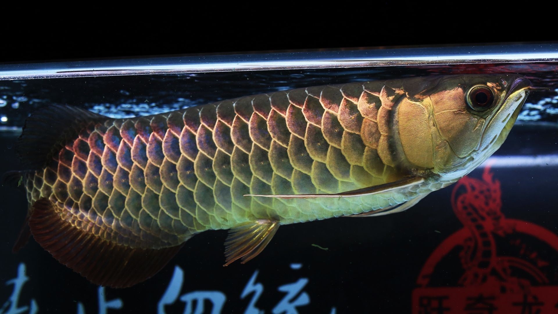 龍魚(yú)離開(kāi)水能活多久：關(guān)于龍魚(yú)離開(kāi)水后的存活時(shí)間的詳細(xì)信息