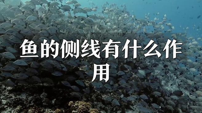 側(cè)線系統(tǒng)在導(dǎo)航中起什么作用？
