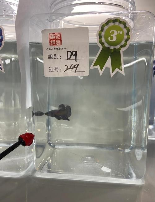 如何訪問(wèn)長(zhǎng)城杯觀賞魚(yú)比賽官網(wǎng)？