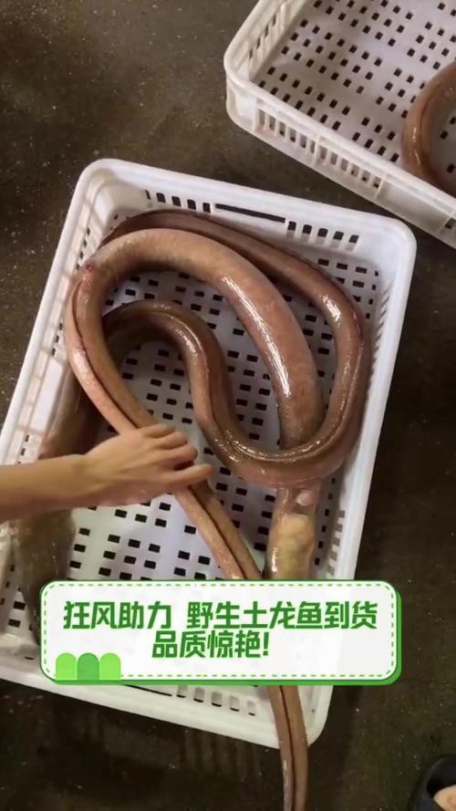 海南土龍魚圖片大全欣賞