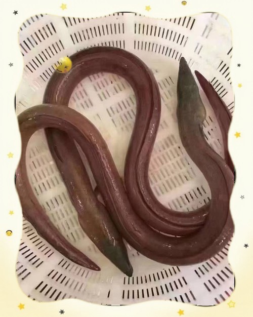 海南土龍魚圖片大全欣賞