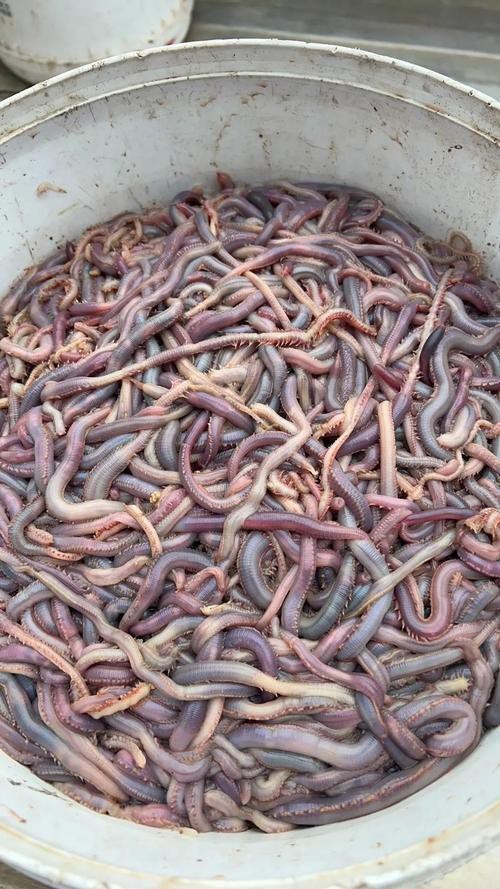 海南土龍魚圖片大全欣賞