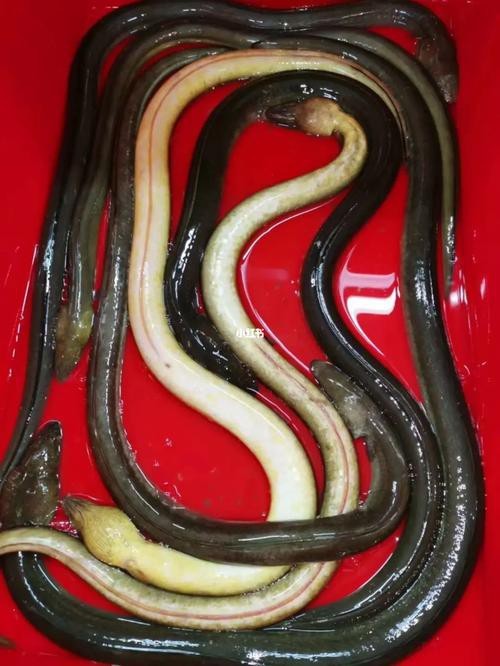 海南土龍魚圖片大全欣賞