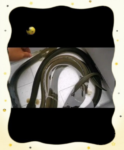 海南土龍魚圖片大全欣賞