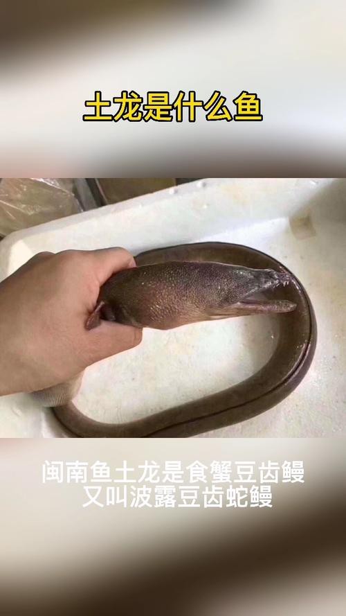 海南土龍魚圖片大全欣賞