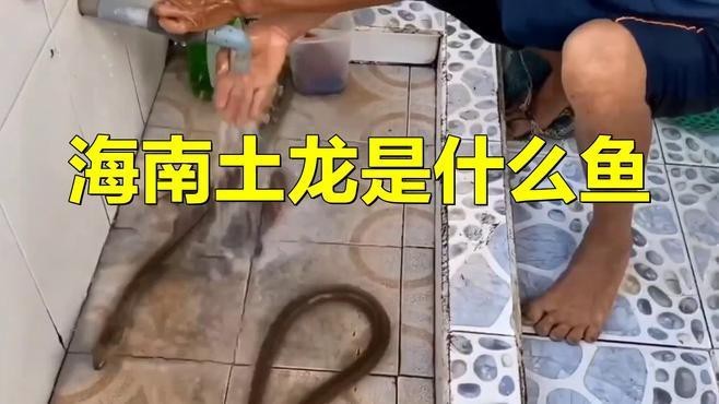 海南土龍魚圖片大全欣賞