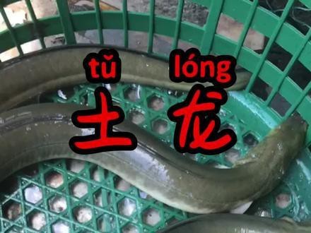 海南土龍魚圖片大全欣賞