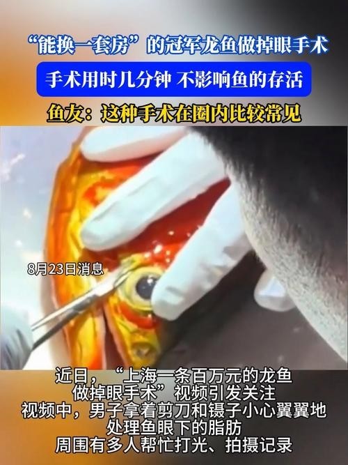 紅龍魚冠軍