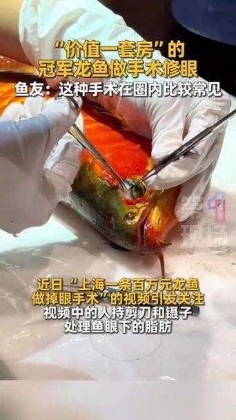 紅龍魚冠軍