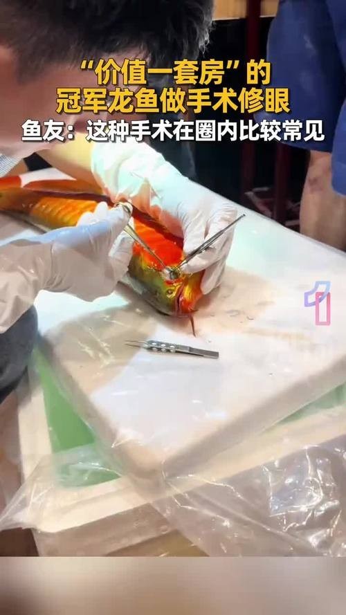 紅龍魚冠軍