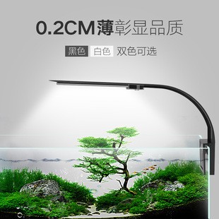 清道夫能放在銀龍魚魚缸里嗎怎么養（清道夫能放在銀龍魚魚缸里嗎怎么養活）