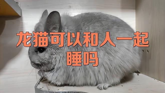 龍貓可以和人一起睡嗎
