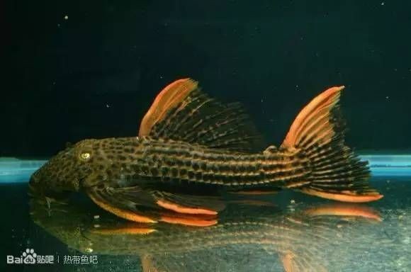 1米2缸養金龍需要哪些濾材，1.2米魚缸養金龍魚，濾材的選擇與搭配