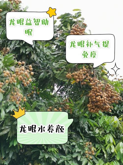 龍眼白霧最簡單三個步驟圖片