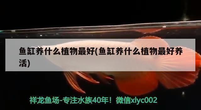 龍魚虎魚魚缸里擺放什么東西最好養(yǎng)：養(yǎng)龍魚和虎魚的魚缸最好選擇有足夠空間的，并且有足夠的過濾設(shè)備