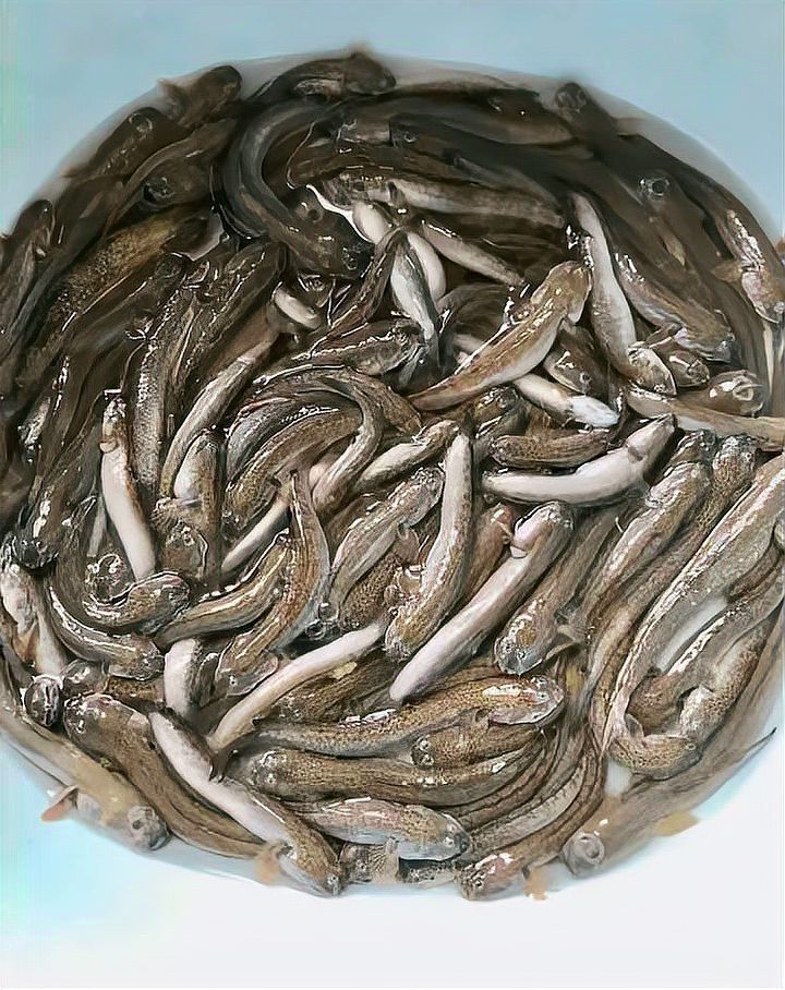 彈涂魚品種大全