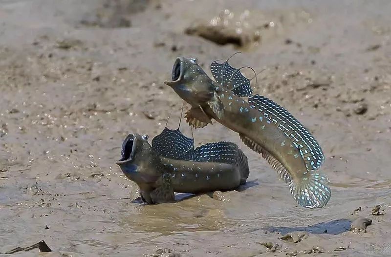 彈涂魚品種大全