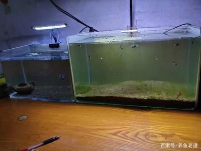 魚缸底砂對(duì)水質(zhì)影響：魚缸底砂對(duì)水質(zhì)的影響