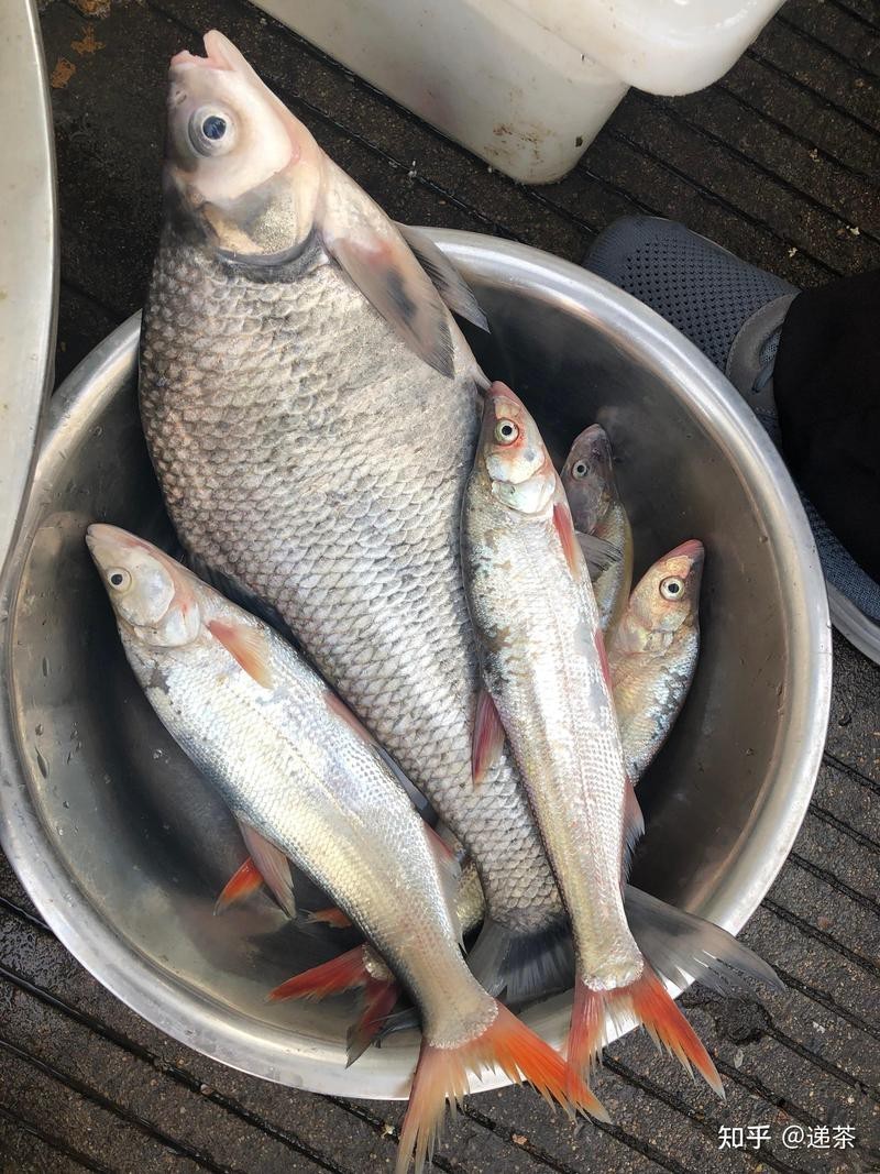 翹嘴魚是不是白七魚
