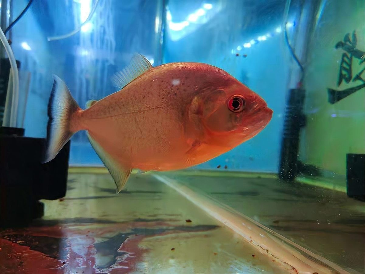 如何判斷孔雀魚是否健康？