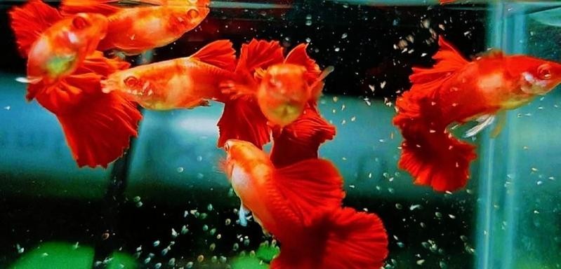 如何判斷孔雀魚是否健康？