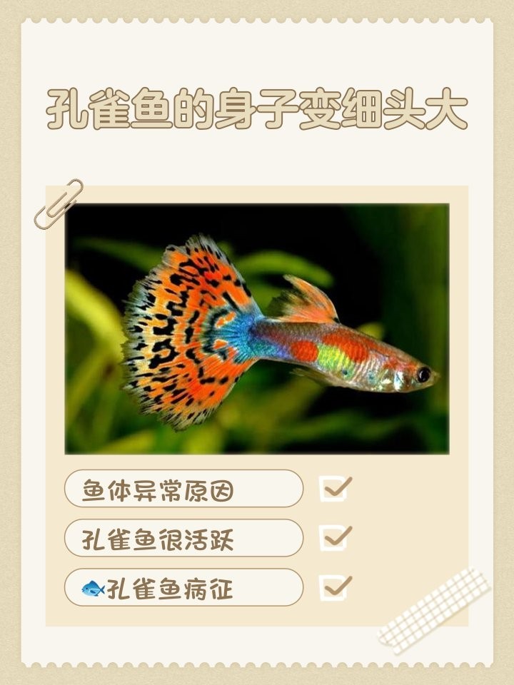 如何判斷孔雀魚是否健康？