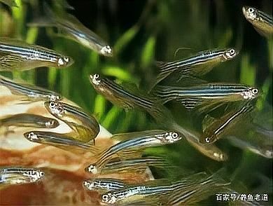 如何判斷孔雀魚是否健康？