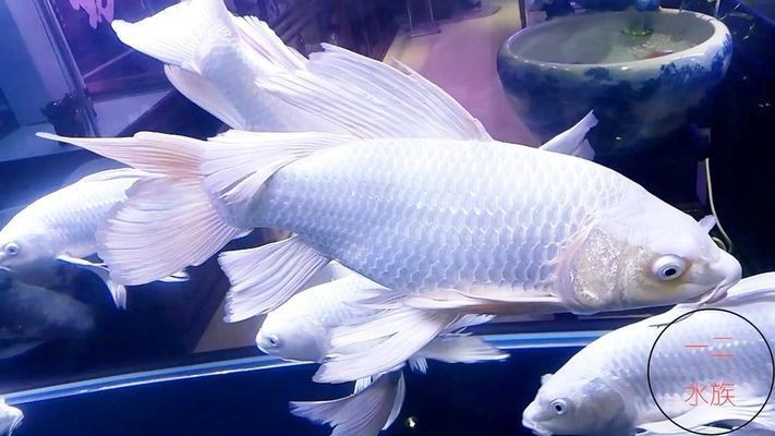 觀賞魚缸燈需要24小時亮著24小時亮著生理機能過度照明：光照對魚缸生活的影響