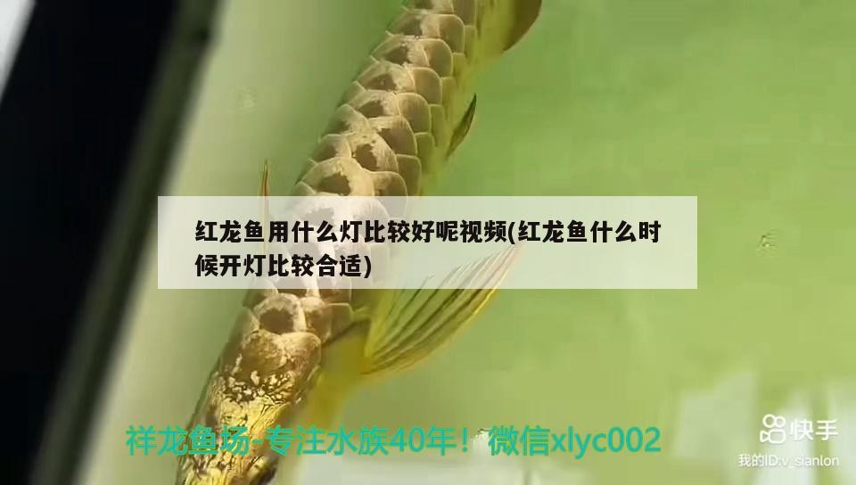 銀龍魚咬人嗎_（銀龍魚咬人有什么含義）