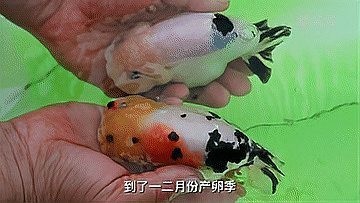介紹一下閩侯金魚