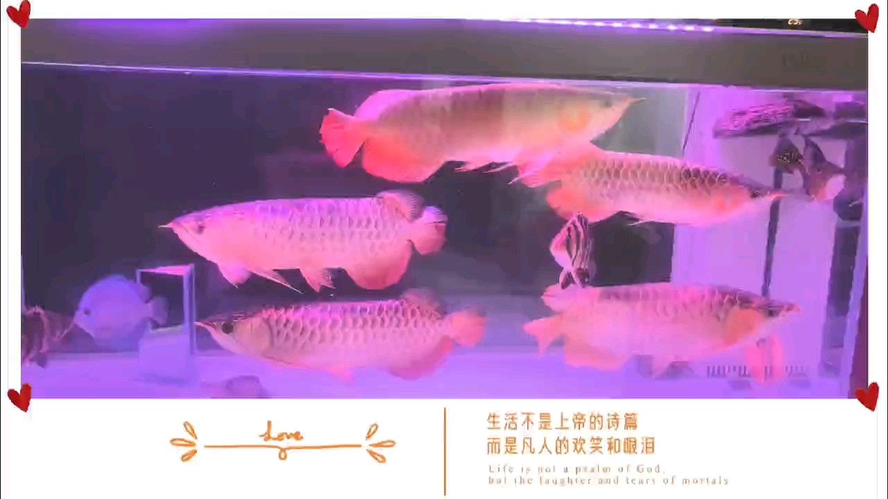 五龍缸