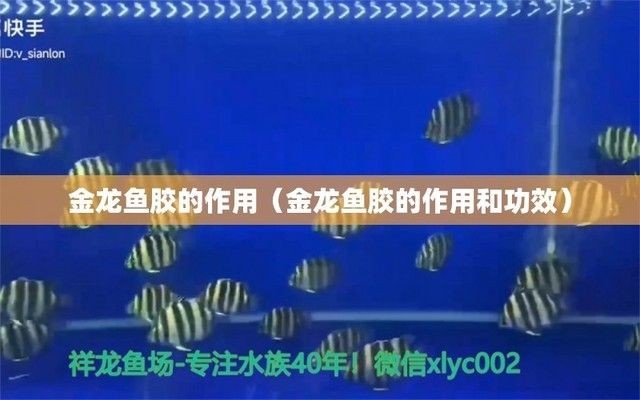 金龍魚膠有幾種口味（如何挑選優(yōu)質(zhì)金龍魚膠）