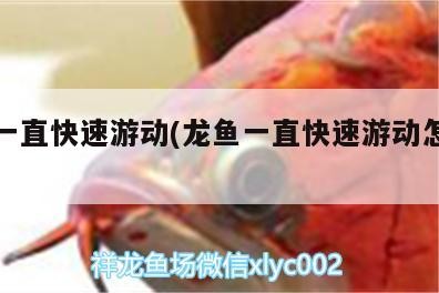 龍魚一直快速游動(龍魚一直快速游動怎么辦)