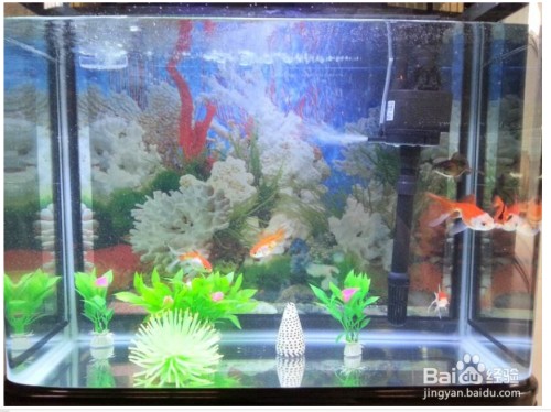 40cm的銀龍魚值多少錢一條(銀龍魚30厘米價格)