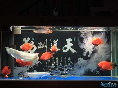 龍魚的養殖密度：關于龍魚養殖密度的問題