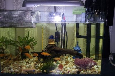 魚缸多少天換一次水最合適