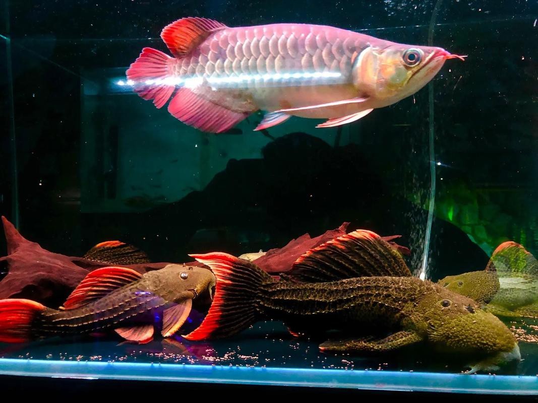 如何區分福龍王魚中的稀有品種？
