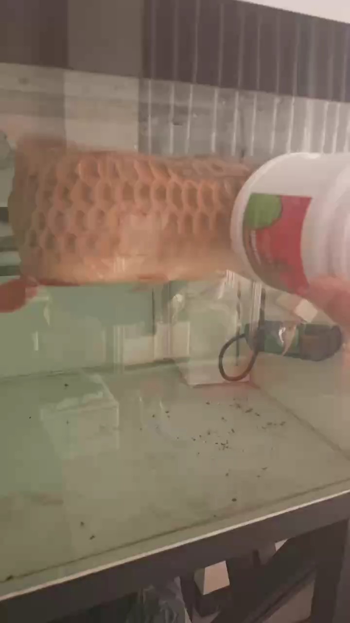 每天一炮