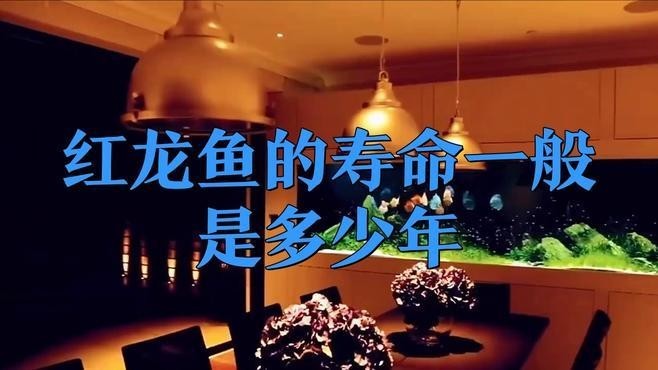 哪種類型的紅龍魚壽命最長？