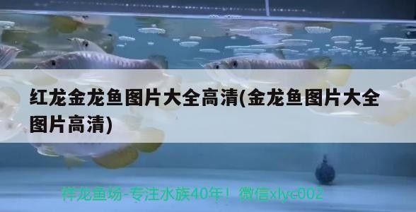 熱帶魚銀龍魚怎么養活：熱帶魚銀龍魚怎么養活得快